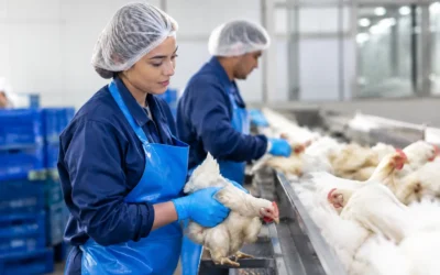 Poultry Catching Staffing That Protects Throughput